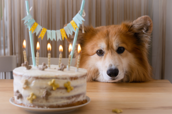 Fluffy dog with a golden-brown coat looking at a birthday cake with candles on a table, decorated with a festive banner. Visit mydogtags.net for personalised dog tags.